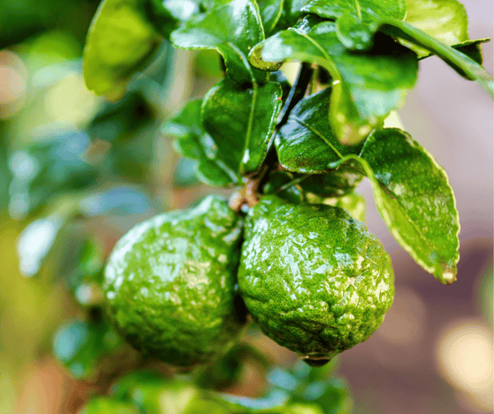 Unlocking the Power of Citrus Bergamot for Cholesterol: Benefits, Uses & Side Effects