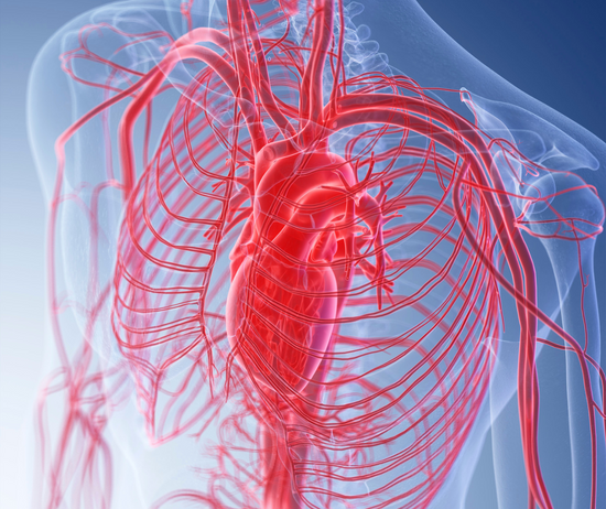 The Link Between Inflammation & Cardiovascular Disease: Unveiling the Silent Culprit