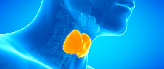 How Ashwagandha Improves Your Thyroid Health