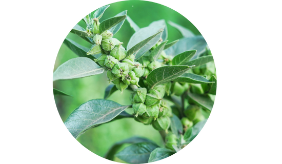 Organic KSM-66® Ashwagandha