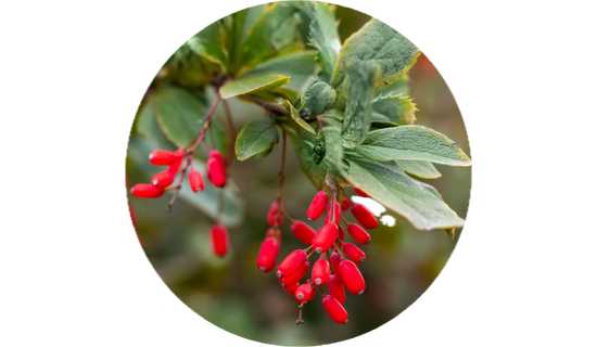 Berbevis® Berberine Phytosome™