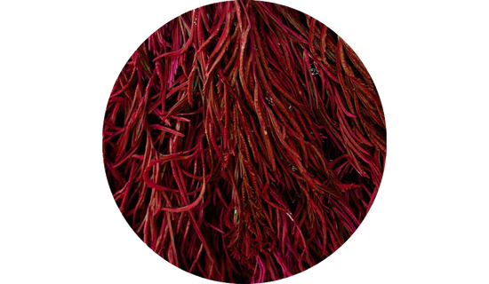 Zanthin® Astaxanthin