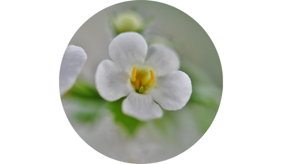 Synapsa® Bacopa Extract