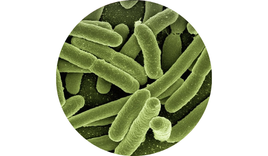 Bifidobacterium lactis Bi-07®