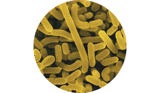 Lactobacillus acidophilus NCFM®