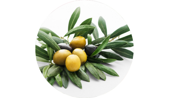 Olefresh™ Olive Leaf Extract
