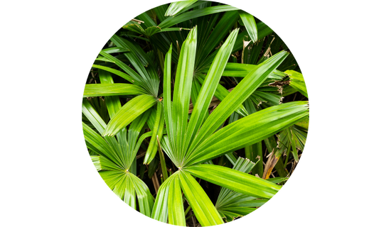 USPlus® Saw Palmetto Extract