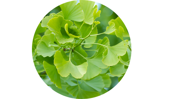 Ginkgoselect® Ginkgo Biloba