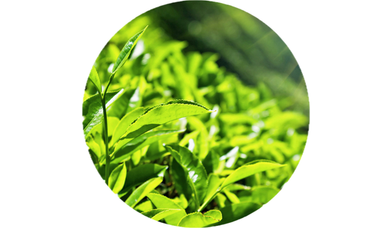 Greenselect® Green Tea