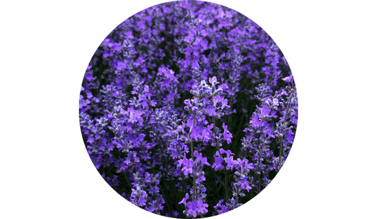 Lavender Extract