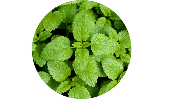 Relissa® Lemon Balm Phytosome™ 