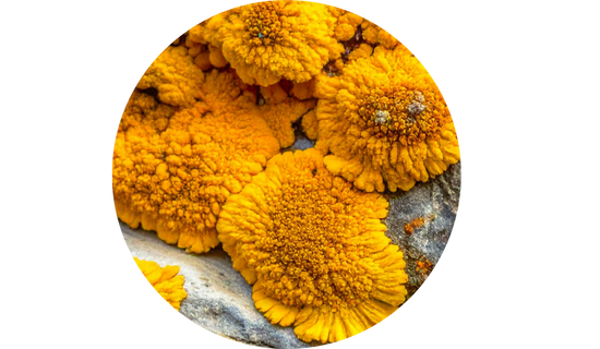 Plant-Based Vitamin D3