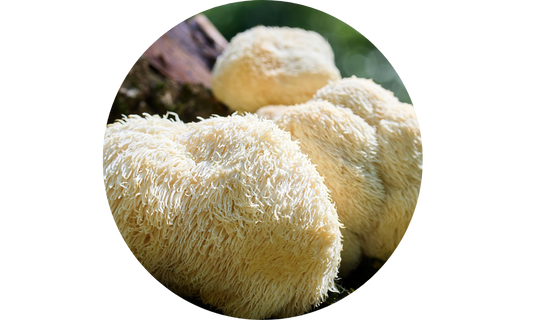Organic Lion’s Mane Mushroom