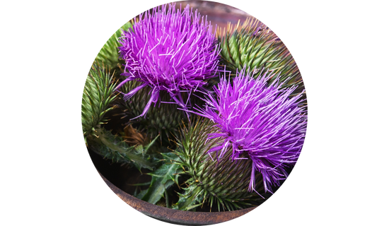 Siliphos® Milk Thistle Phytosome™