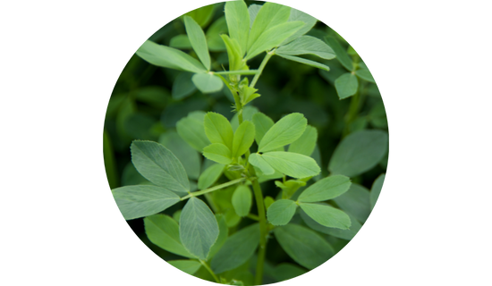 Ultra-Micronized PEA