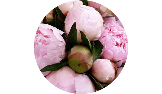 Peony Extract