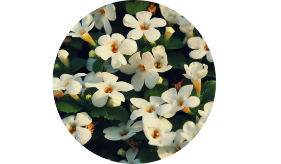 Synapsa® Bacopa Monnieri
