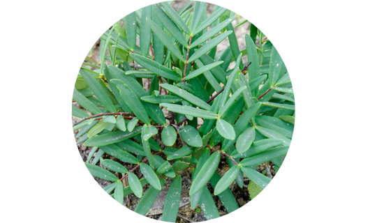 LJ100® Tongkat Ali Extract