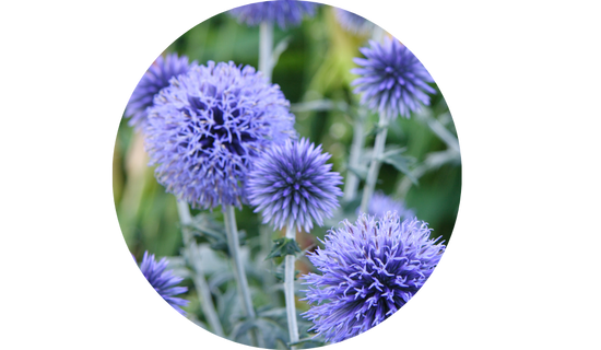 TestFACTOR® Botanical Blend