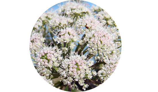 Sleeproot™ Valerian Extract 