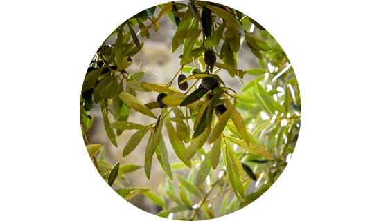 Benolea® Olive Leaf Extract