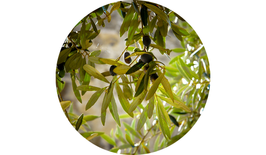 Standardized Olive Leaf Extract